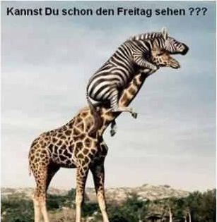 Kannst du schon den Freitag sehen. Ein Zebra sitzt auf dem Giraffen und guckt nach dem Freitag.